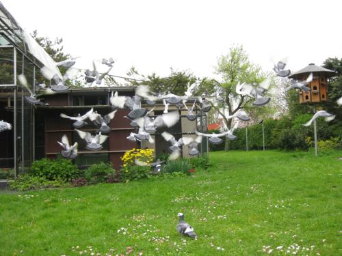 rheinische_ringschlaeger_freiflug_3